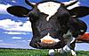 Mooska the Swedish Wonder Cow's Avatar