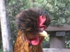 smooth operator's Avatar