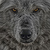 andrew's Avatar