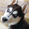 mountaindog's Avatar
