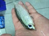 Sagamoron's Avatar