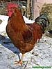 Cock Fetish's Avatar