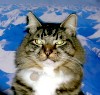 SailCat's Avatar