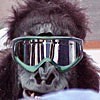 Baconzoo's Avatar