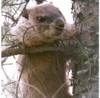 whitewoodchuck's Avatar