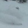 Snowfall Warning's Avatar