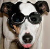 E-Dog's Avatar