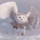 SnowyOwl's Avatar