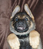 czechdogg's Avatar