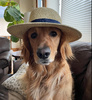 UpDog's Avatar