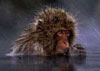 Ski Monkey's Avatar