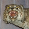 BigKuba's Avatar
