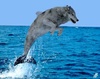 seawolf.'s Avatar