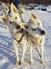 CHILLYdogs's Avatar
