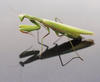 The Mantis's Avatar