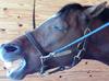 PowderHorse's Avatar