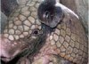 Armadillo's Avatar