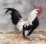 Cock Punch's Avatar