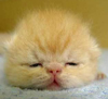 GheePup's Avatar