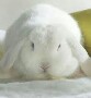 ripdaeast's Avatar