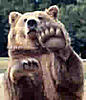 kuma's Avatar