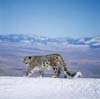 SnowTigress's Avatar
