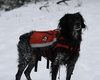 homebrewd's Avatar