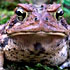 SnowToad's Avatar
