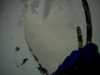 mangled's Avatar