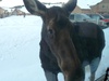 BigSkyfan's Avatar