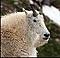 galibier_numero_un's Avatar