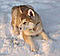 Weird_in_the_Wasatch's Avatar