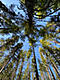 Larix's Avatar