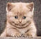 skibummer43's Avatar