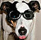 E-Dog's Avatar