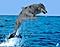 seawolf.'s Avatar