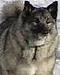 Elkhound Odin's Avatar