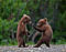 bearcub69's Avatar