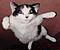 flying cat's Avatar