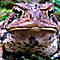 SnowToad's Avatar
