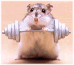 thesquirrel's Avatar